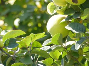 Variété de pomme Bryanskoe