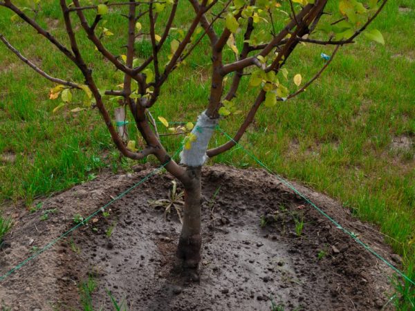 Кръгът на багажника трябва да се плеви постоянно