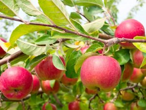 Champion des variétés de pommes