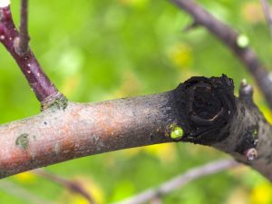 Combattre le cancer noir sur les pommiers