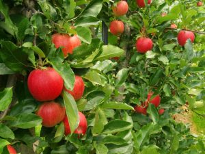 Variété de pomme Jeromini