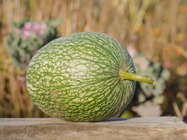 Mga tampok ng lumalaking fig-leaved pumpkin