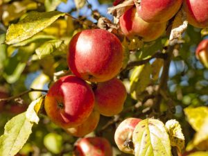 Caractéristiques variétales du pommier Gala