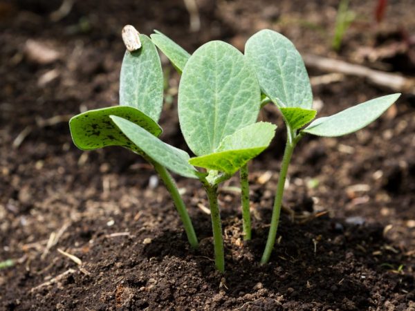 Ang mga sprout ay nangangailangan ng madalas na pagtutubig