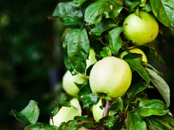 Odroda Apple Golden Delicious