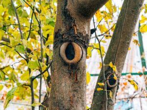 Lutte contre les champignons sur un pommier