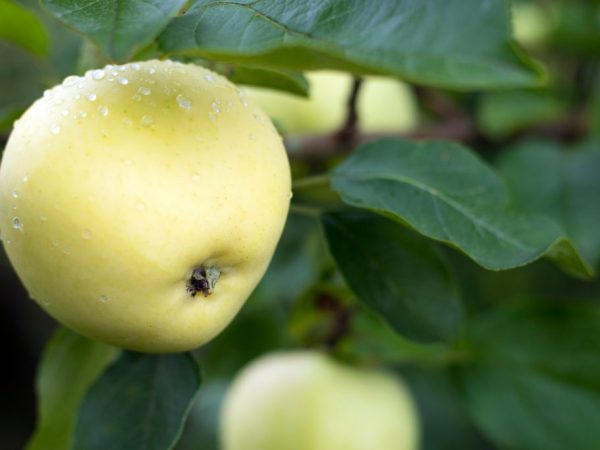 Odrodové vlastnosti jablone Honey Crisp