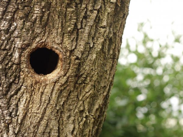 Règles pour traiter un creux dans un pommier