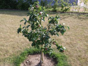 Variétés de pommiers nains pour la région de Moscou