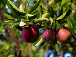 Caractéristiques variétales du pommier Kitayka Kerr