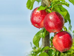 Columnar apple variety Gin