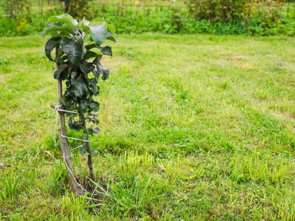 Features of the columnar apple President