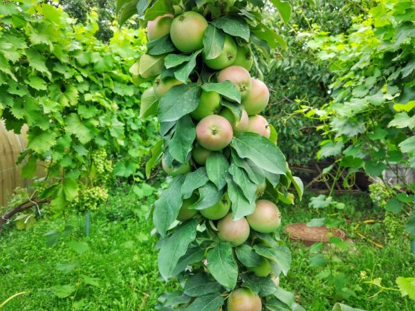 The apple tree has no ramifications