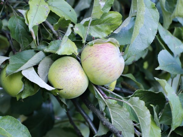 Apple trees do not like winds