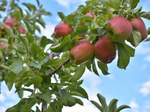 Pomme en colonne Vasyugan