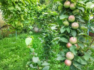 Variétés de pommes en colonne pour la Sibérie