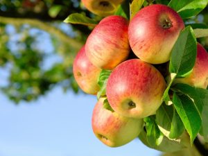 Cultiver un pommier rayé de cannelle