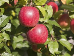 Tout sur la variété de pomme Kovalenkovskoe