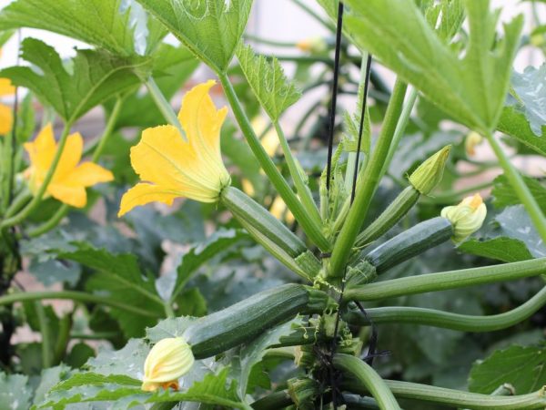 Mga pagkakaiba-iba ng bush zucchini