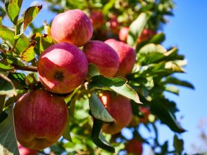 Cultiver un pommier Quinti