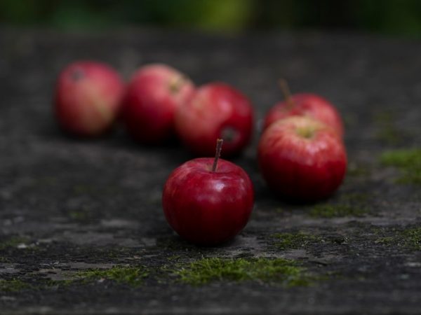 The apple tree of this type is relatively low.