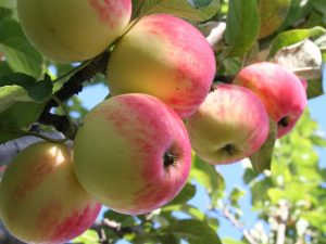 Caractéristiques variétales du pommier Mantet