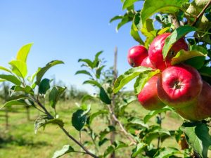 Cultiver le pommier Modi