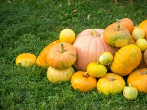 Ang pinakatanyag na barayti ng butternut squash