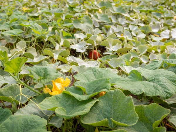 Maaari ka lamang mag-water pumpkins na may maligamgam na tubig.