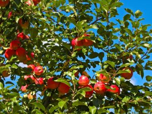 Caractéristiques variétales du pommier Orlik