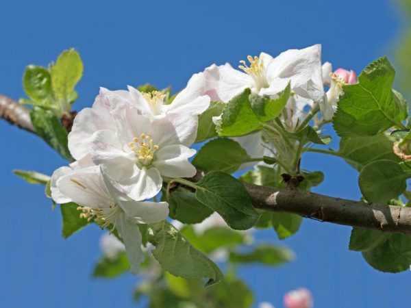 The fruiting of an apple tree depends on the quality of care