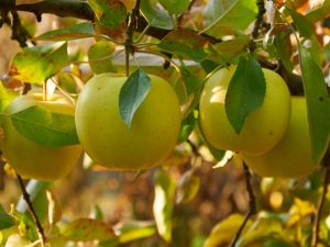 Caractéristiques du pommier Papiroyantarnoe