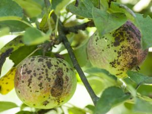 Contrôle de la tavelure sur un pommier