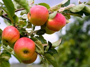 Cultiver un pommier Pepin Safran