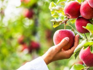 Cadeau de variété de pomme pour les jardiniers