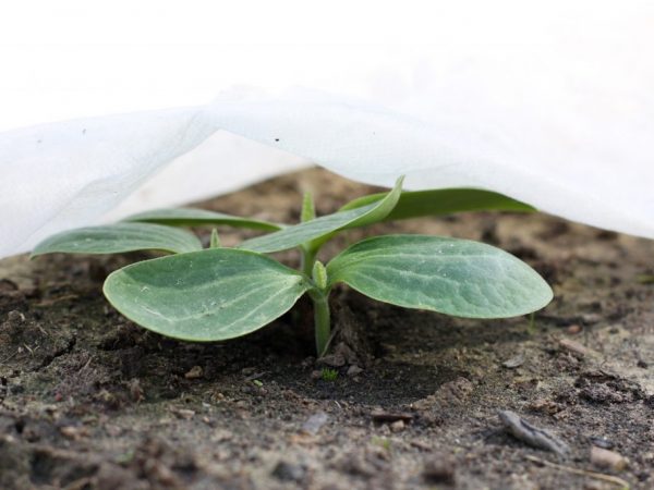 Mga panuntunan para sa lumalaking mga punla ng zucchini