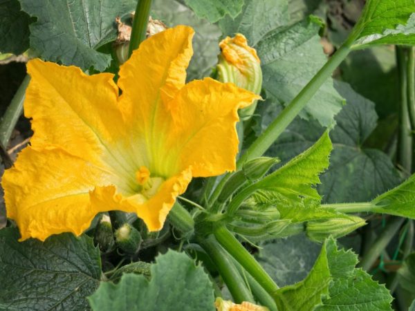 Ang Zucchini ay dapat na natubigan ng maligamgam na tubig