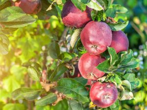 Variété de pomme Red Delicious