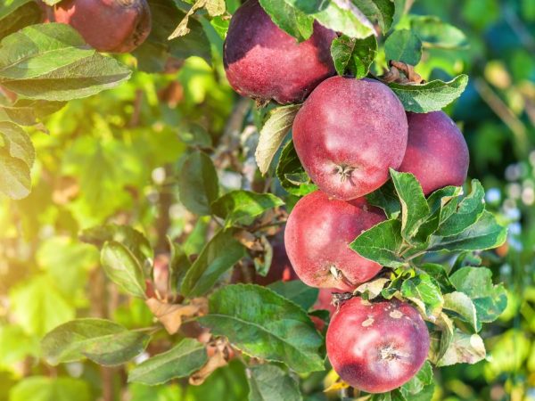 Odroda Apple Red Delicious