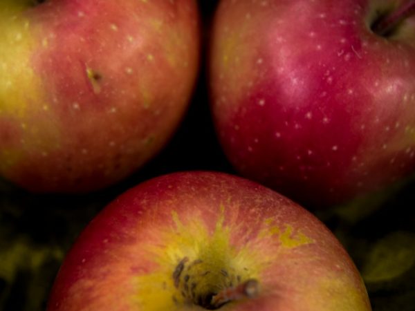 Apple pruning does not affect yield