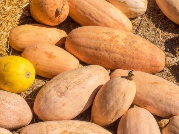 Kalabasa iba't-ibang Pink Saging