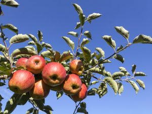 Variété de pomme Garniture rose