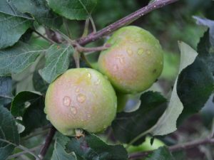 Caractéristiques variétales du pommier North Sinap