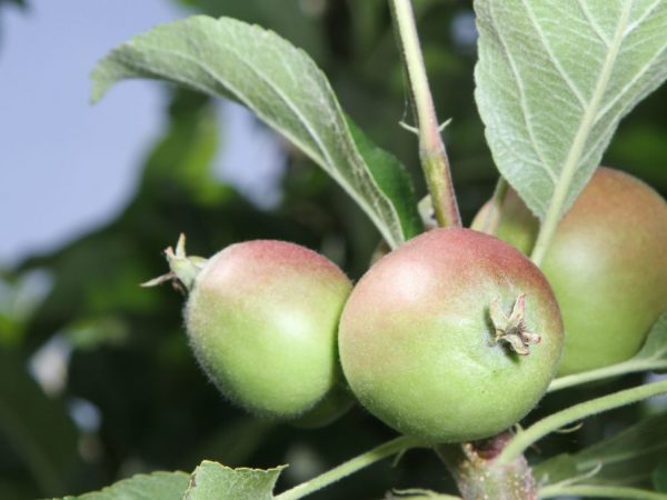 Počas sadenia ovocia potrebuje jabloň hnojenie