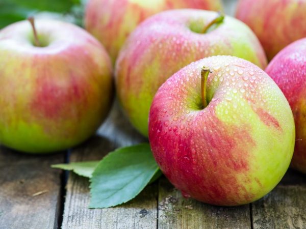 The apple tree will yield a greater yield when planted in the fall.