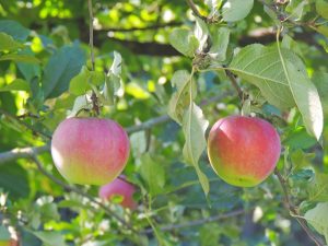 Cultiver un pommier Gloire aux gagnants