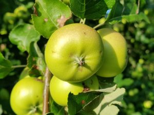 Caractéristiques variétales du pommier Slavyanka