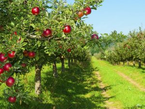 Les variétés de pommes les plus populaires de l'Oural