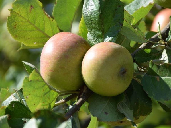 Growing apple trees Stroyevskoe