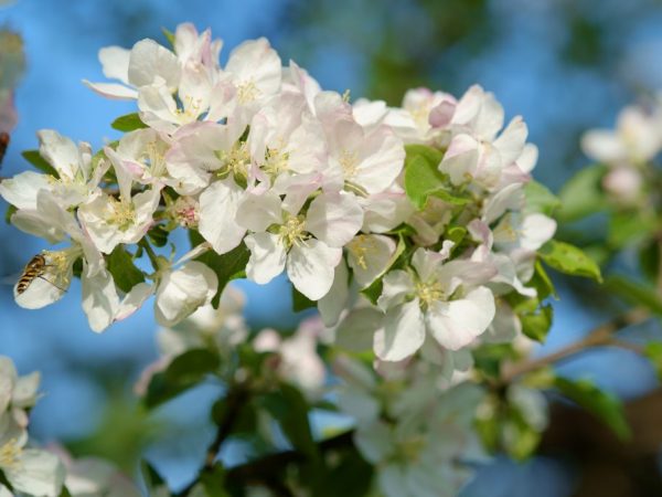 Pollinators will speed up the emergence of crops